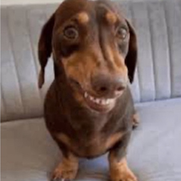 Funny Dachshund Wiener Dog I’ve Got Friends in LOW Places Grey Tee T-Shirt NEW‎ - Picture 9 of 11